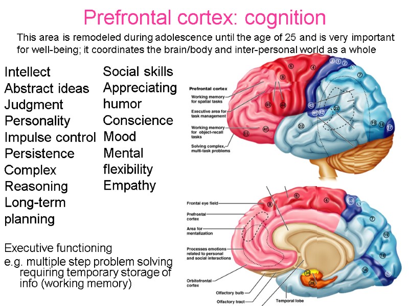 Prefrontal cortex: cognition Executive functioning e.g. multiple step problem solving requiring temporary storage of